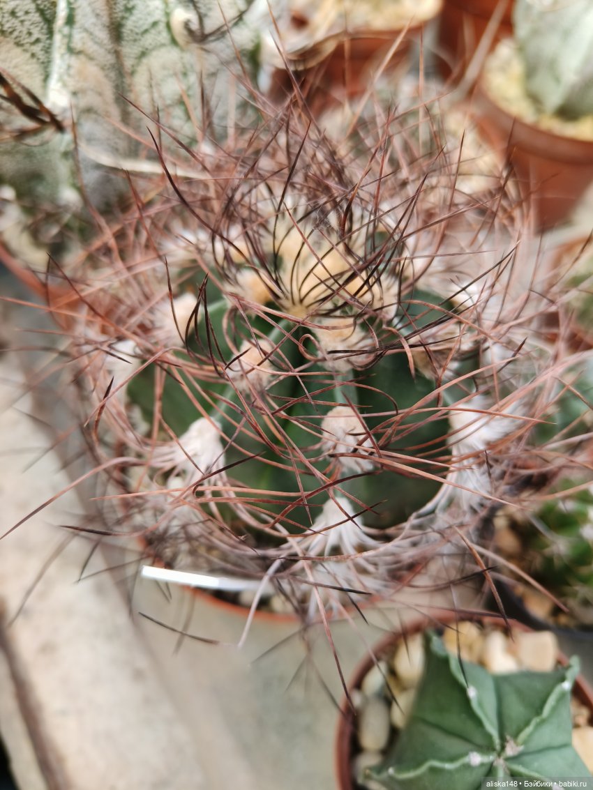 Из зимы в лето. Ванесса и кактусы (фото 10)