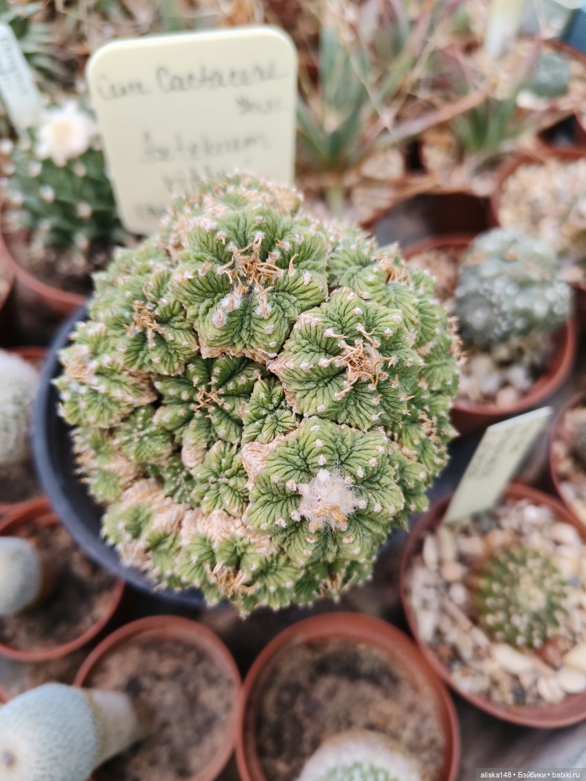 Из зимы в лето. Ванесса и кактусы (фото 5)