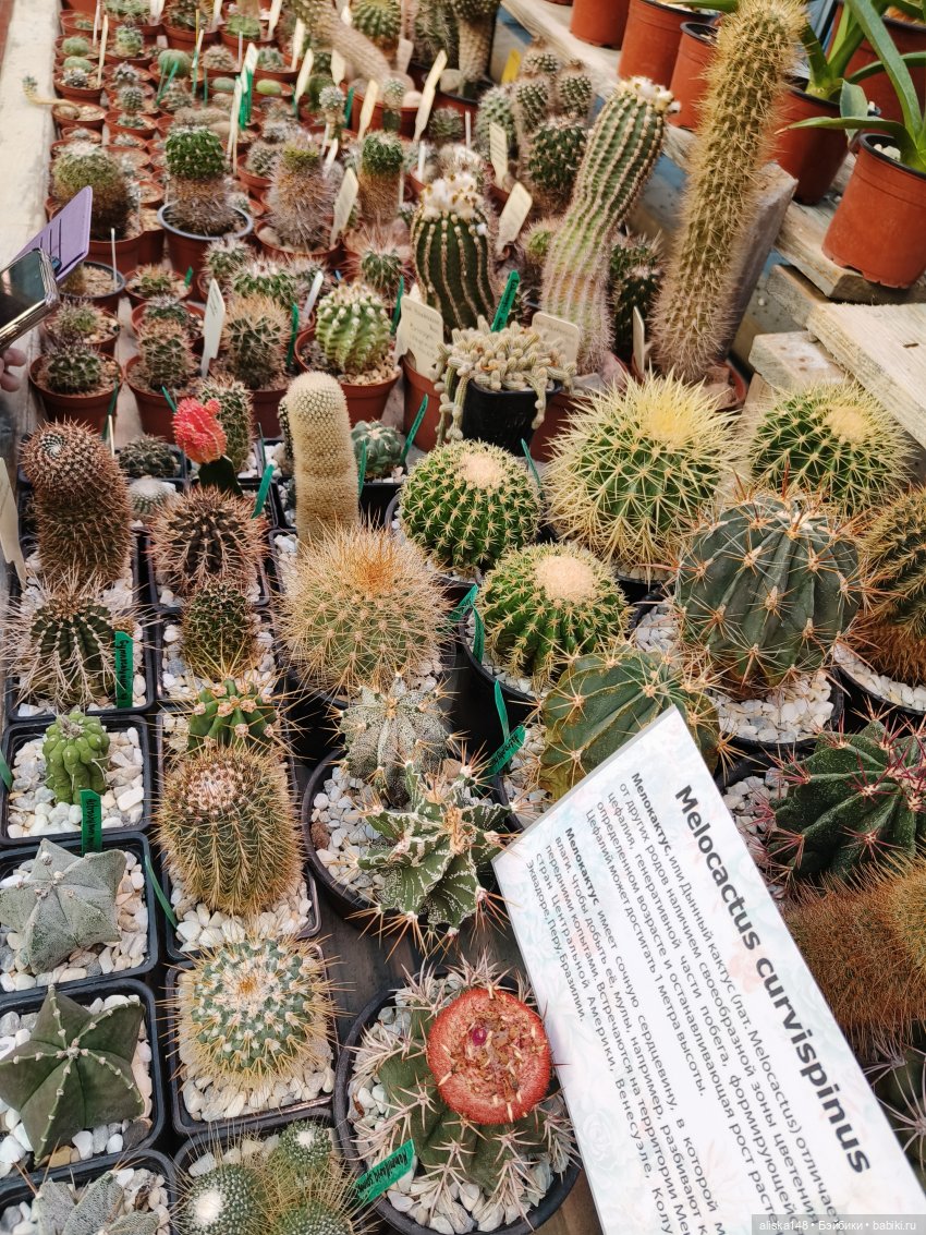 Из зимы в лето. Ванесса и кактусы (фото 7)