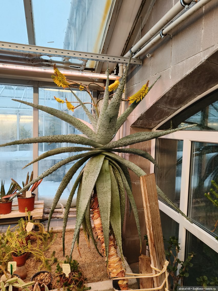 Из зимы в лето. Ванесса и кактусы