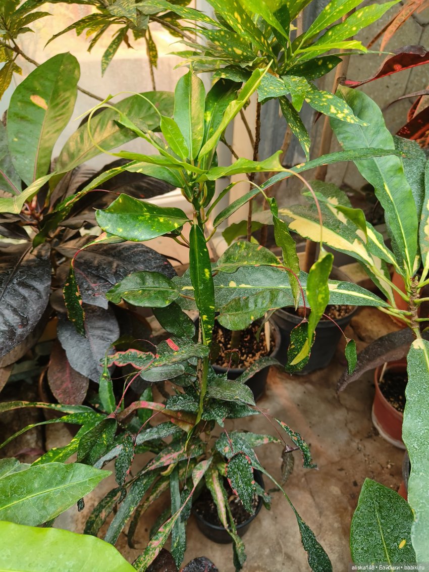 Из зимы в лето. Ванесса и кактусы