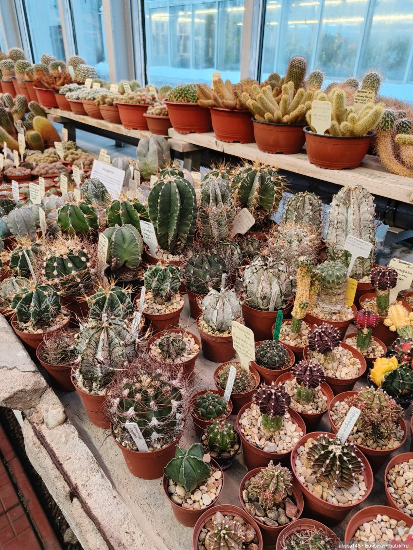 Из зимы в лето. Ванесса и кактусы (фото 4)