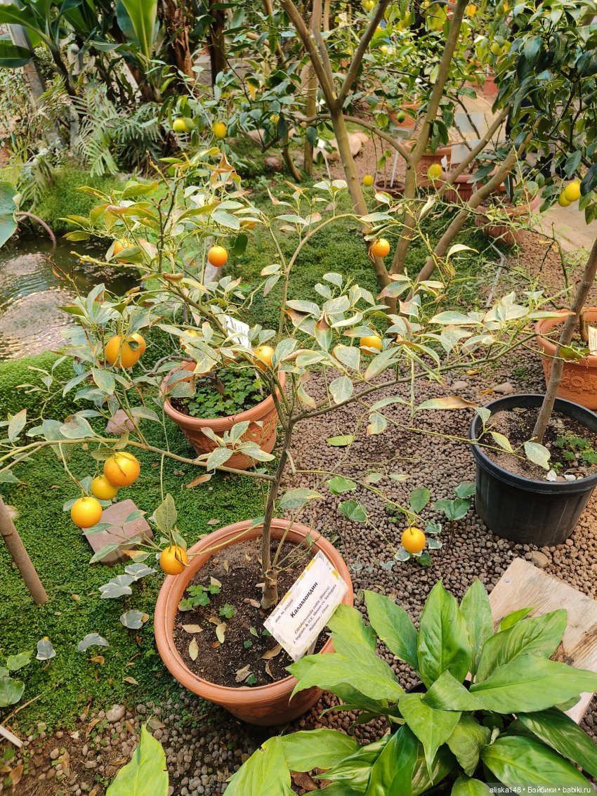 Из зимы в лето. Страна лимония (фото 2)