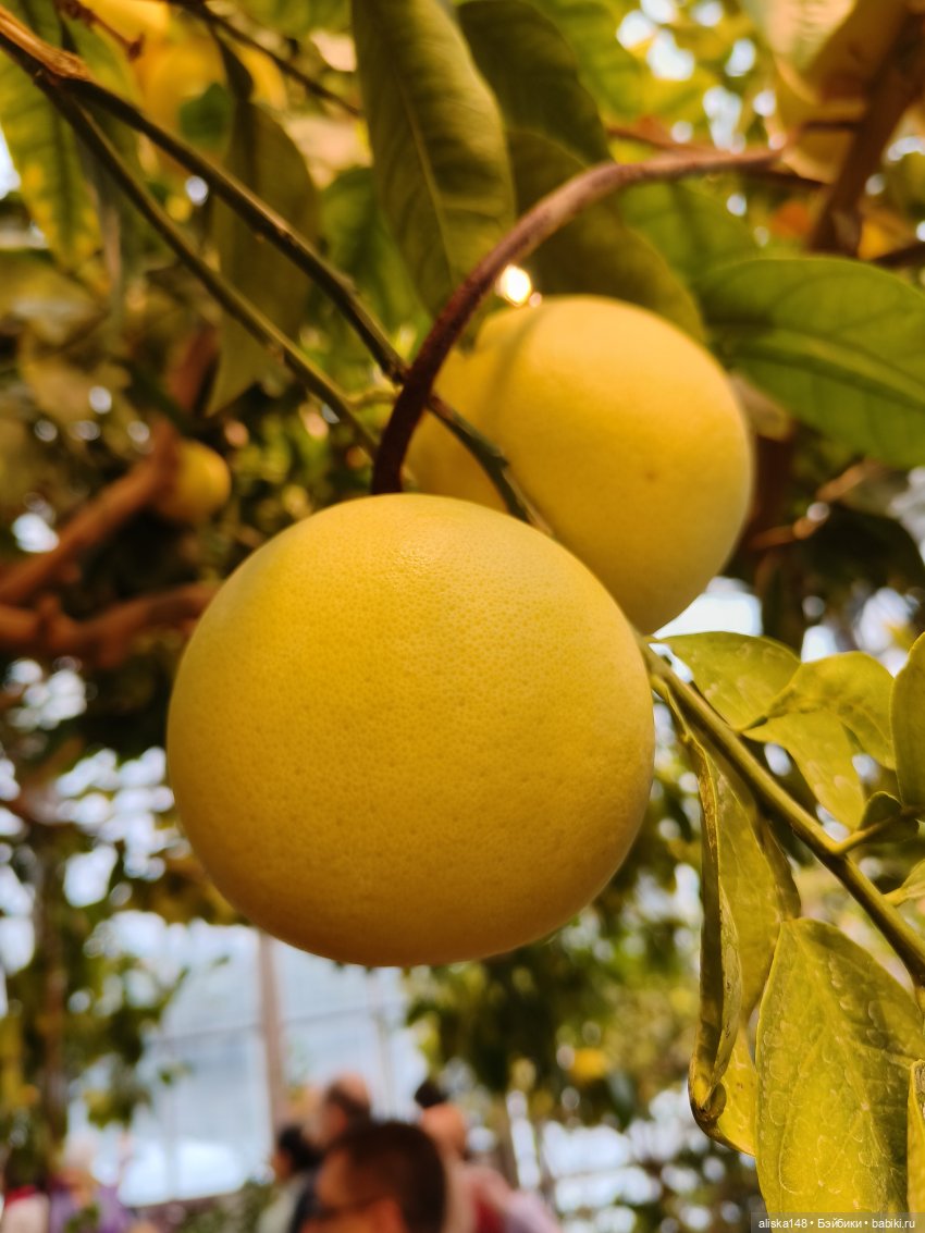 Из зимы в лето. Страна лимония (фото 5)