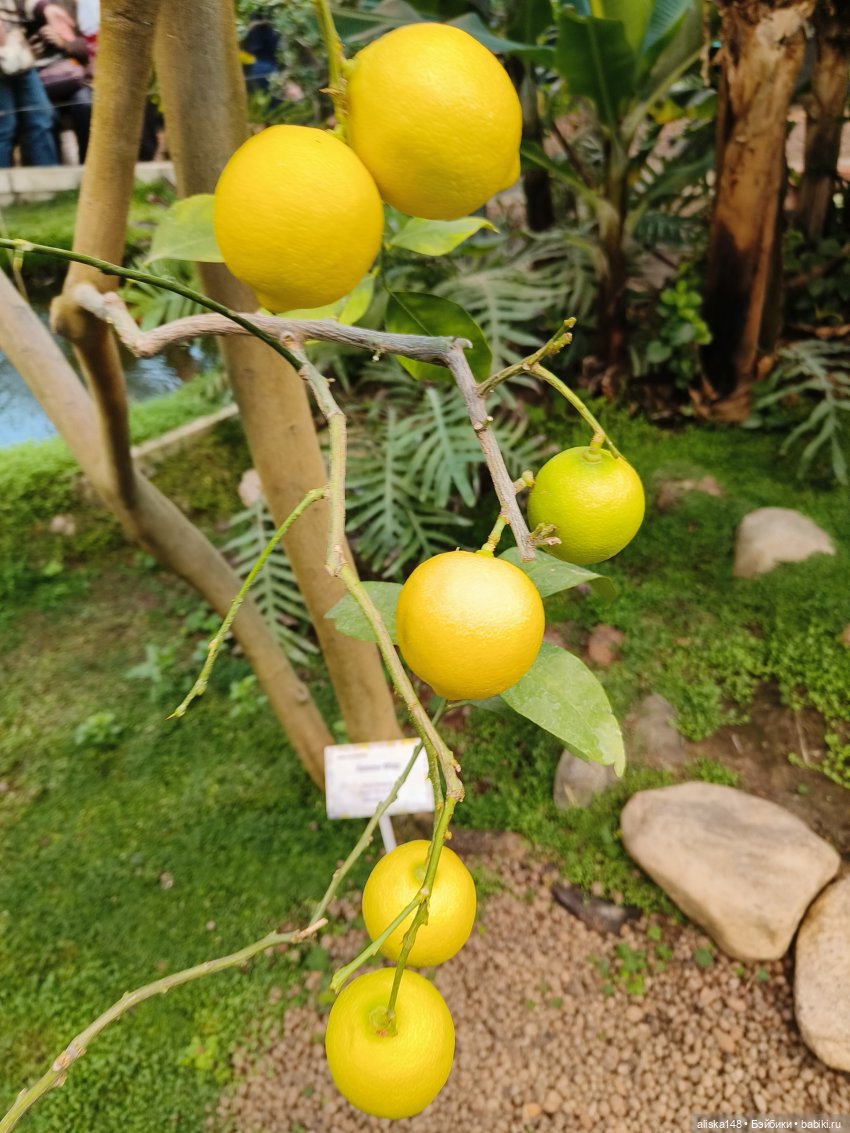 Из зимы в лето. Страна лимония (фото 3)