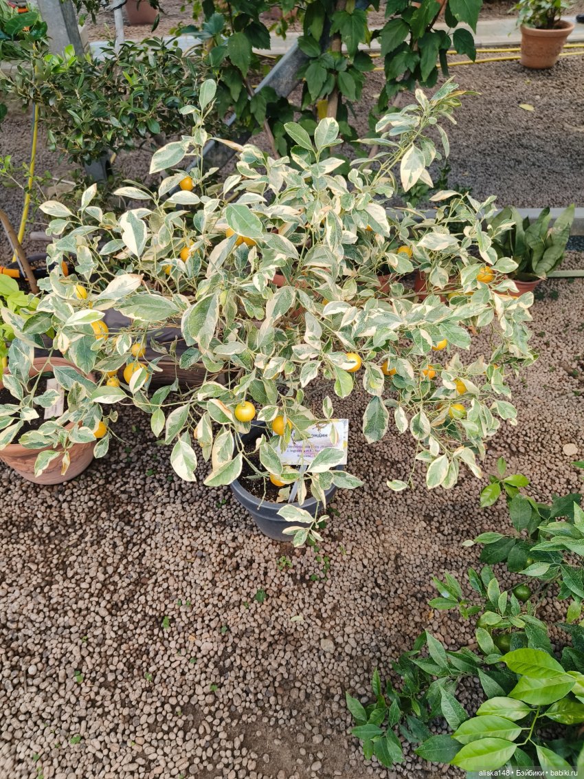 Из зимы в лето. Страна лимония (фото 8)