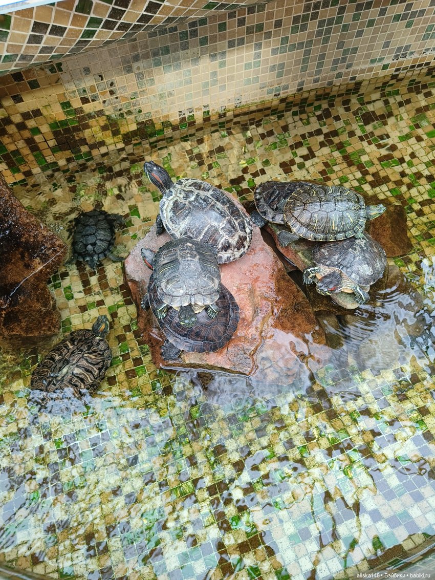 Из зимы в лето. Тропики | Бэйбики Из зимы в лето. Тропики — Куклы Rainbow High (Рейнбоу Хай (фото 4)