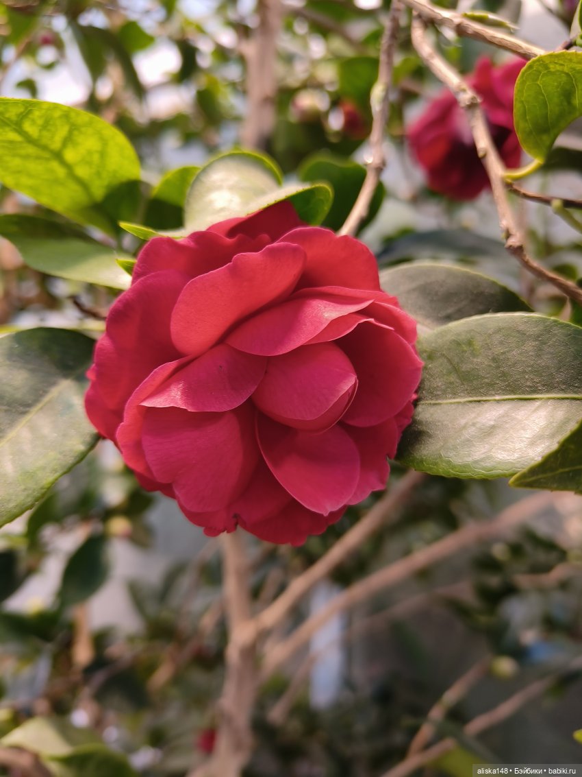 Из зимы в лето. Тропики | Бэйбики Из зимы в лето. Тропики — Куклы Rainbow High (Рейнбоу Хай