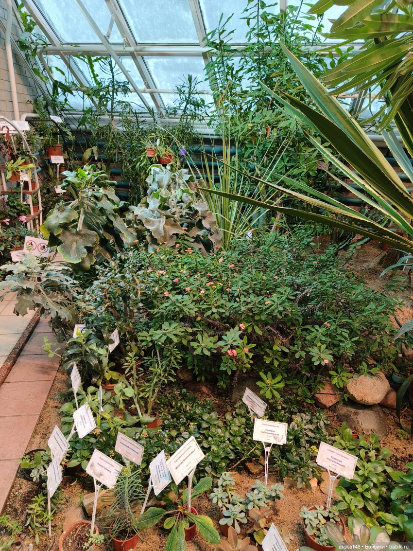 Из зимы в лето. Тропики | Бэйбики Из зимы в лето. Тропики — Куклы Rainbow High (Рейнбоу Хай (фото 10)