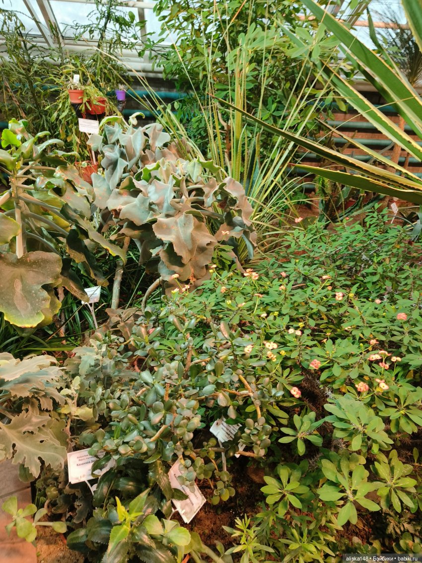 Из зимы в лето. Тропики | Бэйбики Из зимы в лето. Тропики — Куклы Rainbow High (Рейнбоу Хай (фото 8)