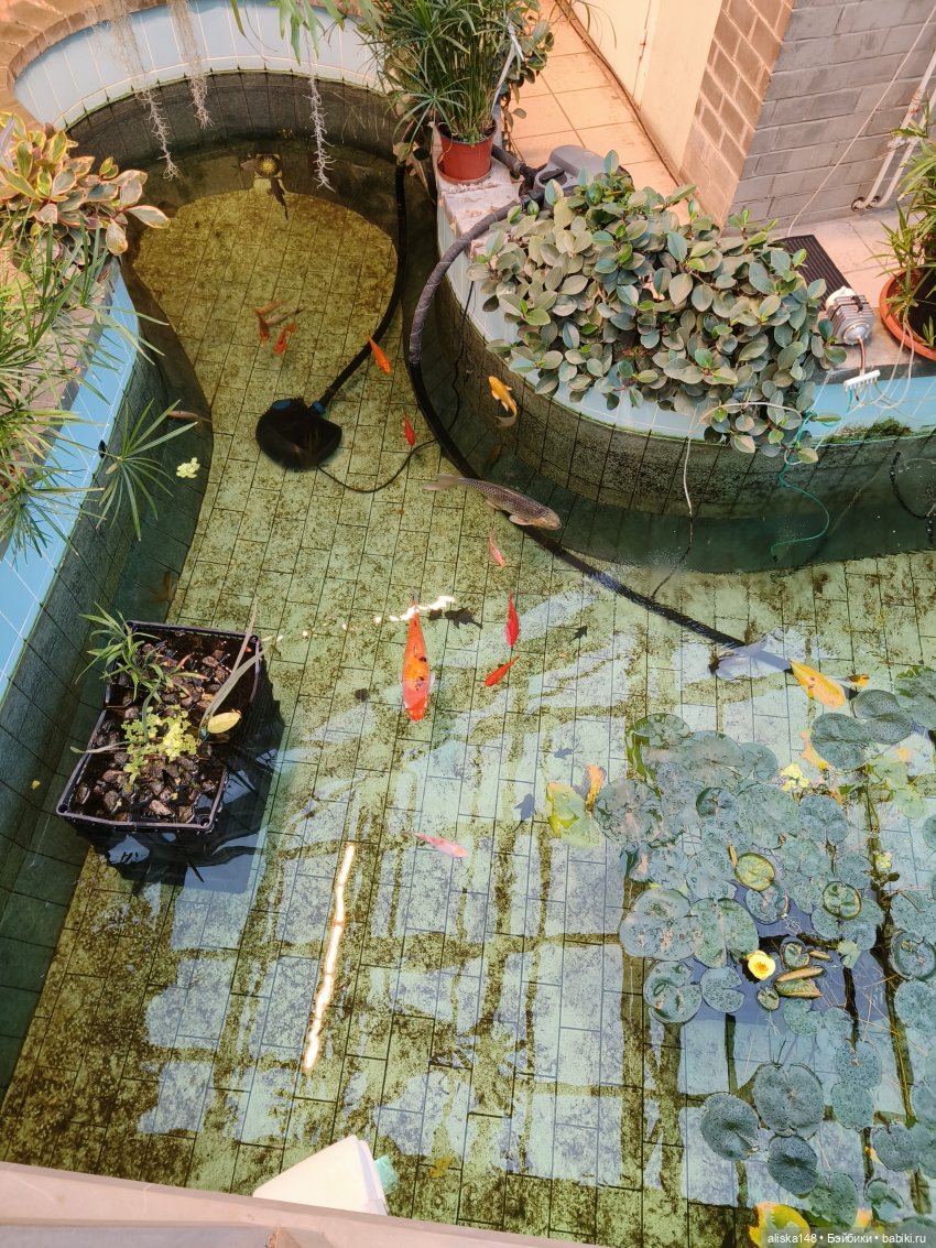 Из зимы в лето. Тропики | Бэйбики Из зимы в лето. Тропики — Куклы Rainbow High (Рейнбоу Хай (фото 2)