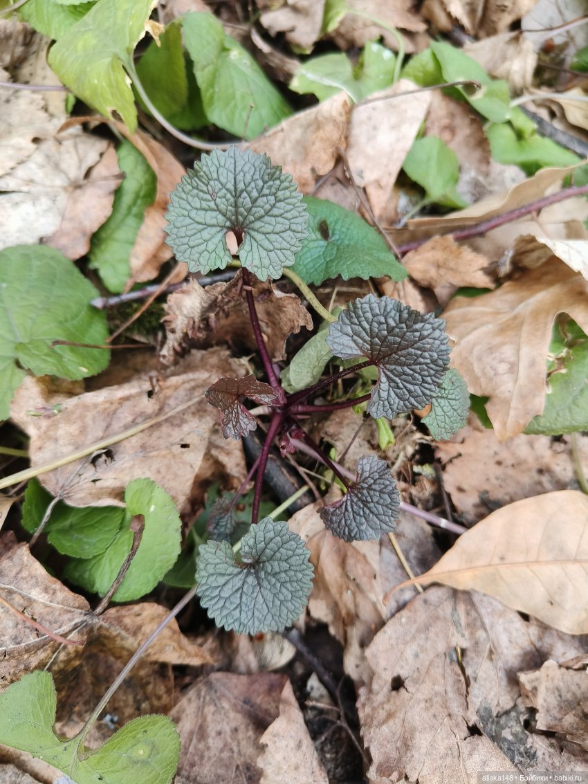 Марта в ботаническом саду | Бэйбики Марта в ботаническом саду (фото 9)