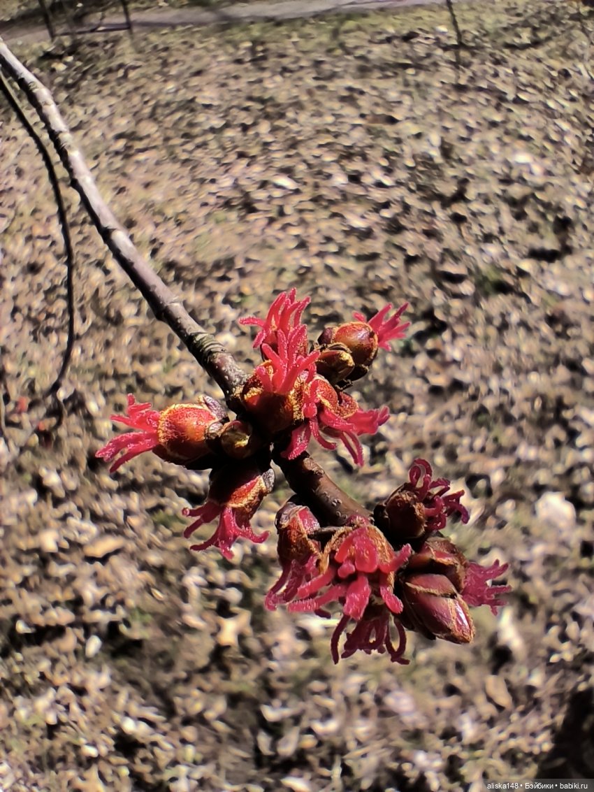 И опять ботанический сад — Азиатские виниловые куклы (разное): Китай (фото 5)