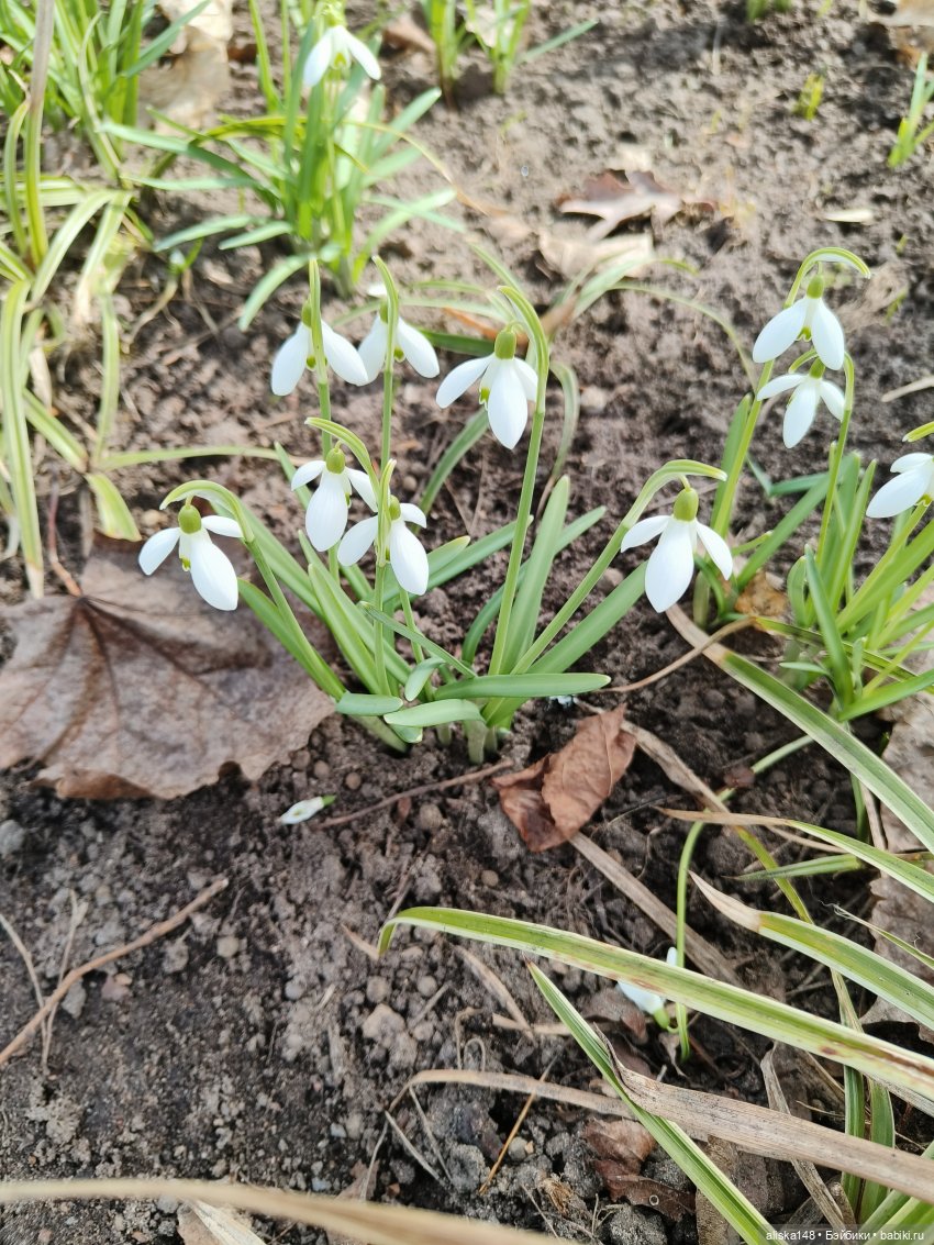 И опять ботанический сад — Азиатские виниловые куклы (разное): Китай (фото 2)