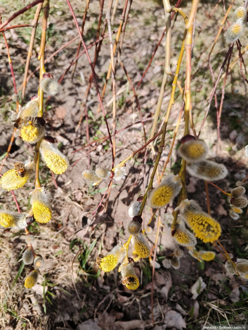 И опять ботанический сад — Азиатские виниловые куклы (разное): Китай (фото 6)