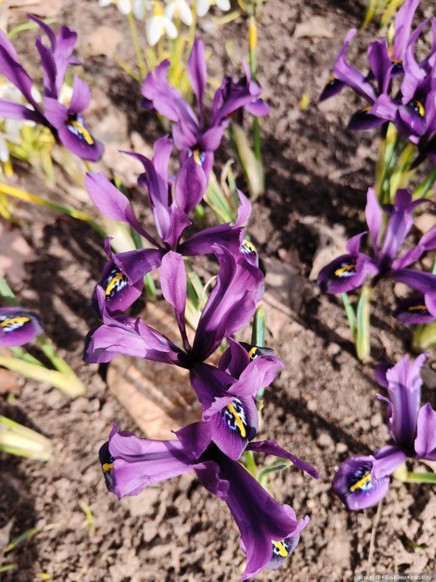 И опять ботанический сад — Азиатские виниловые куклы (разное): Китай (фото 4)