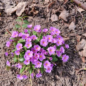 И опять ботанический сад.