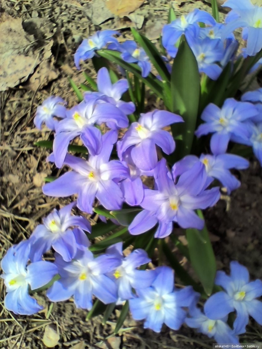 Дюймовочка в ботаническом саду (фото 7)