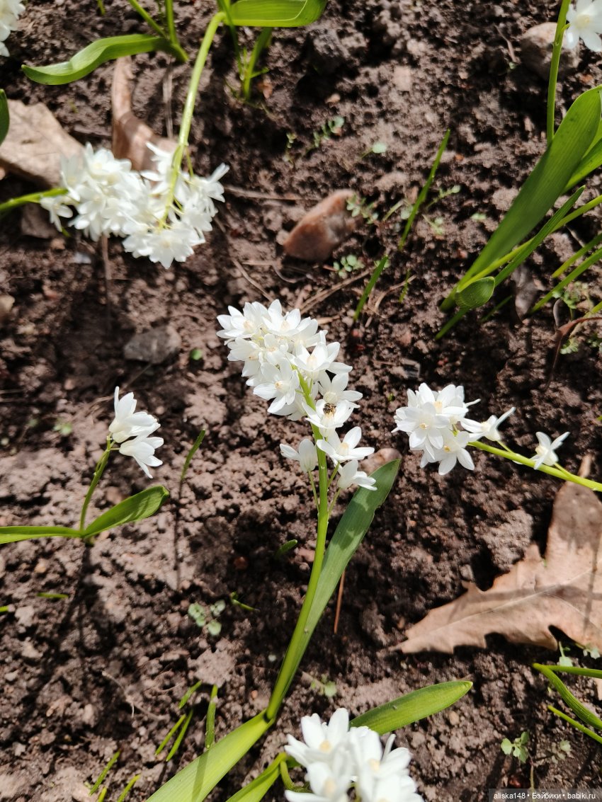 Дюймовочка в ботаническом саду (фото 5)