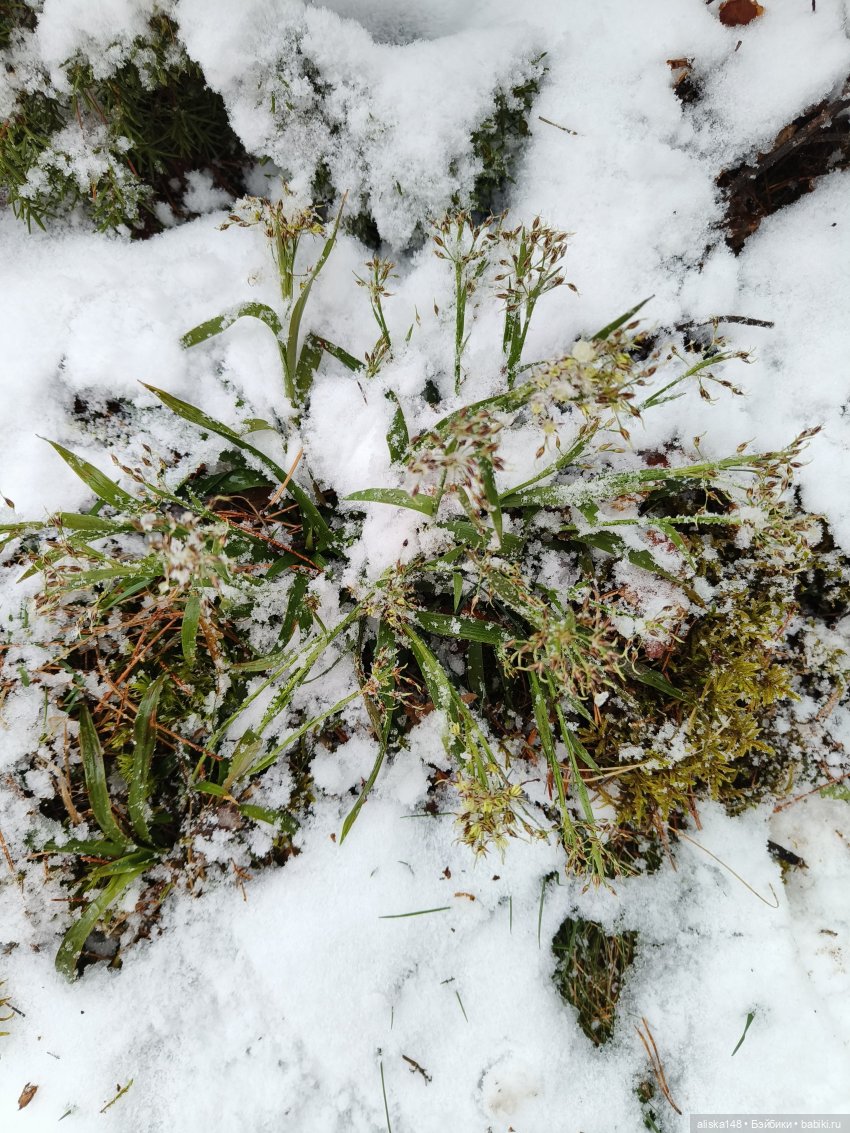 Дюймовочка в ботаническом саду (фото 10)