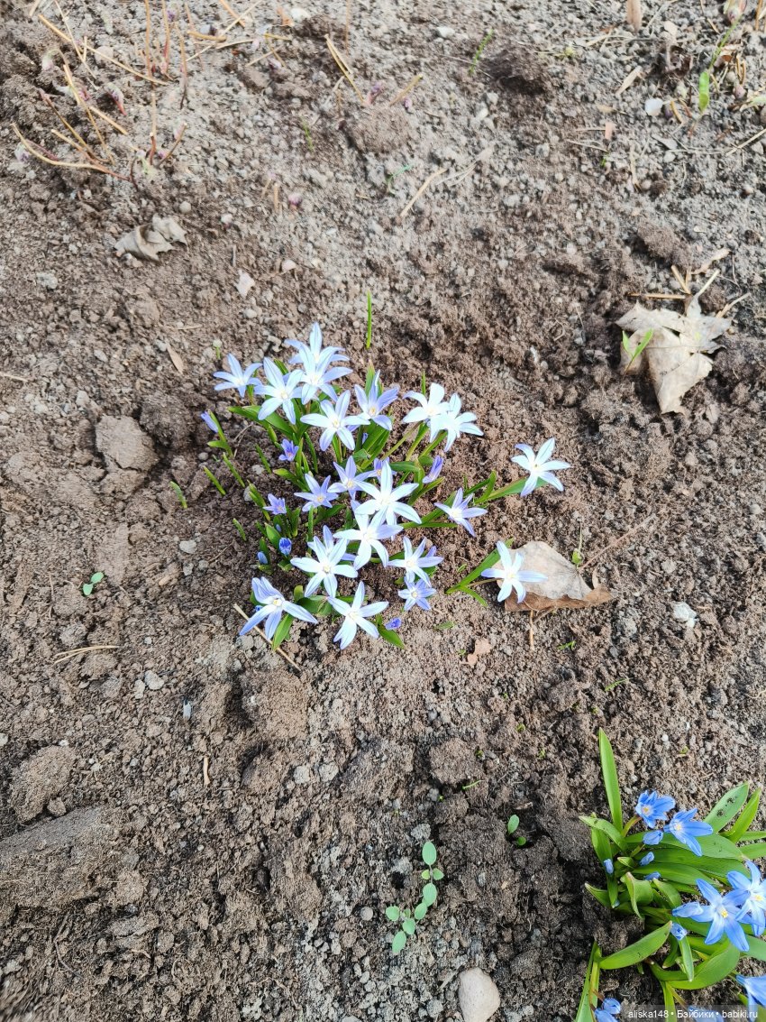 Дюймовочка в ботаническом саду (фото 2)