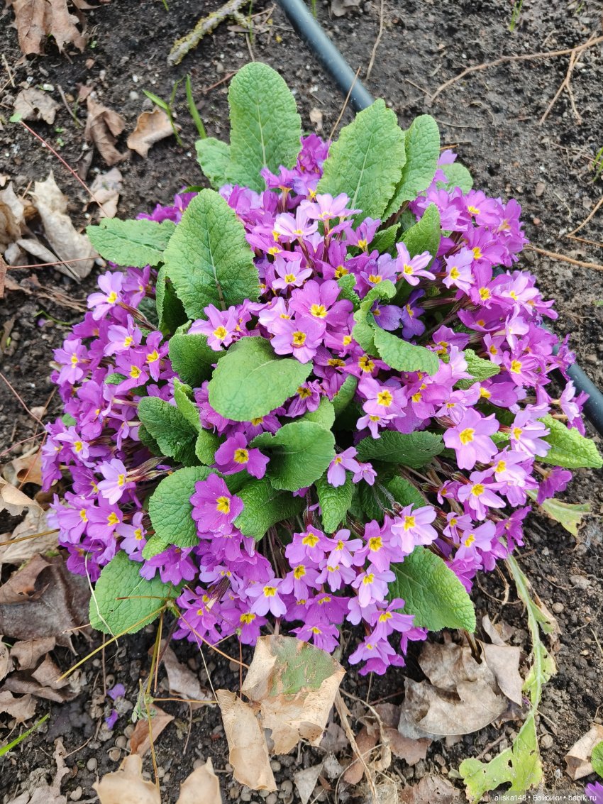 Ванесса и её новый друг — Куклы Rainbow High (Рейнбоу Хай