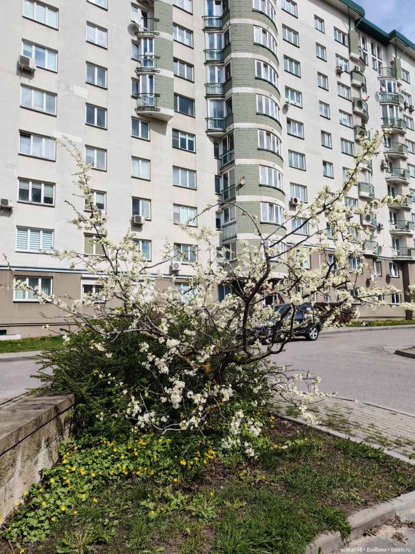 Куклы с Алиэкспресс (Aliexpress): Китайские шарнирные