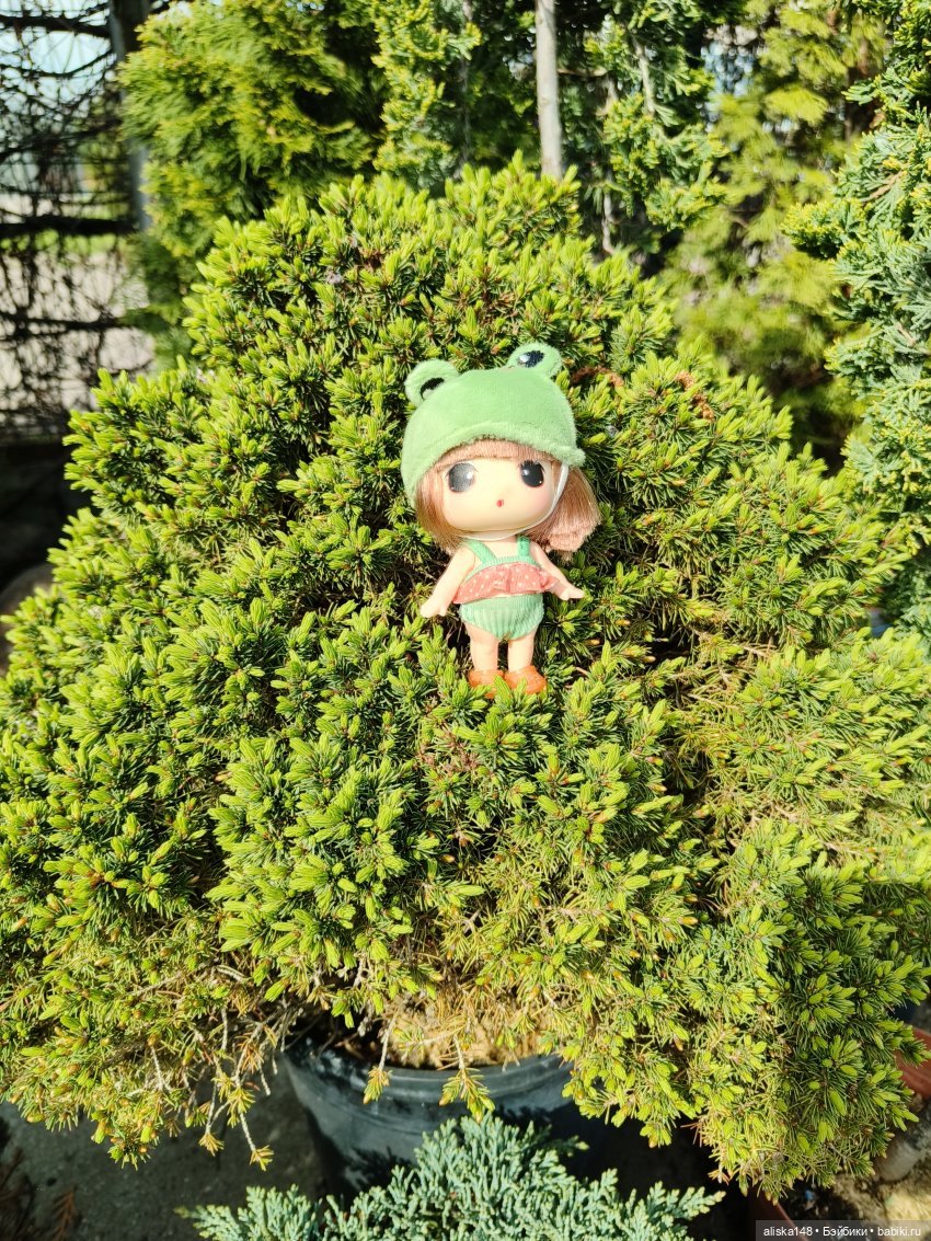 Мадемуазель Жабка — Куклы Ddung (Дданг): Корейские пупсы (фото 6)