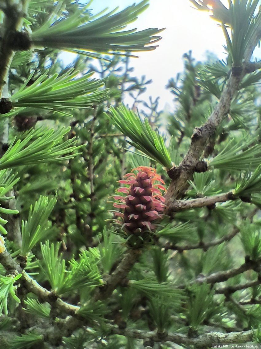 Мадемуазель Жабка — Куклы Ddung (Дданг): Корейские пупсы (фото 4)
