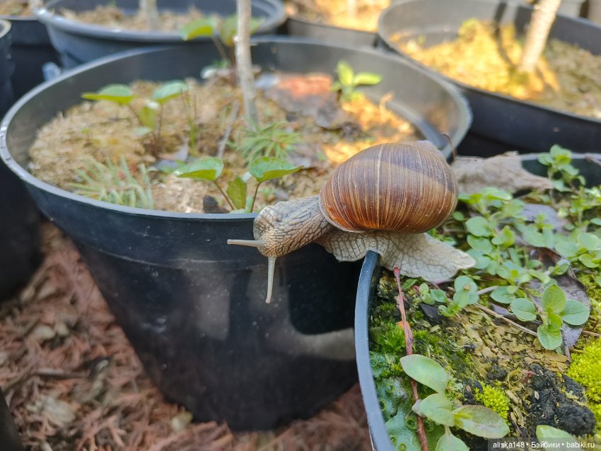 Мадемуазель Жабка — Куклы Ddung (Дданг): Корейские пупсы (фото 5)