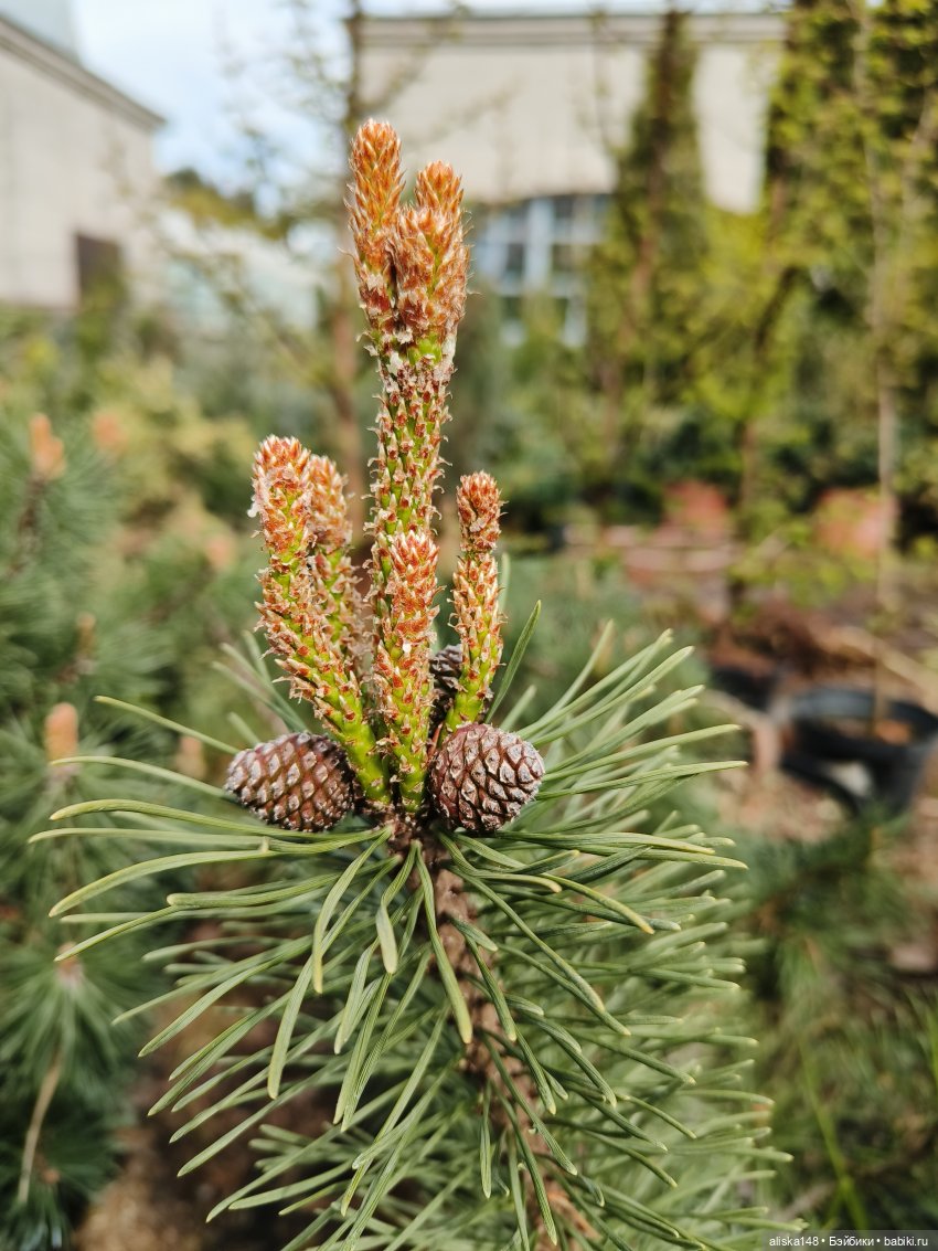 Мадемуазель Жабка — Куклы Ddung (Дданг): Корейские пупсы (фото 8)