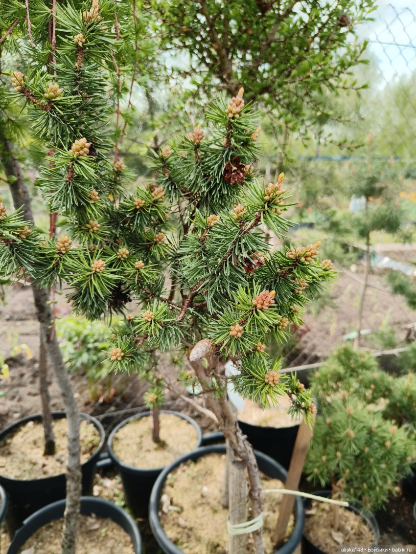 Мадемуазель Жабка — Куклы Ddung (Дданг): Корейские пупсы (фото 3)