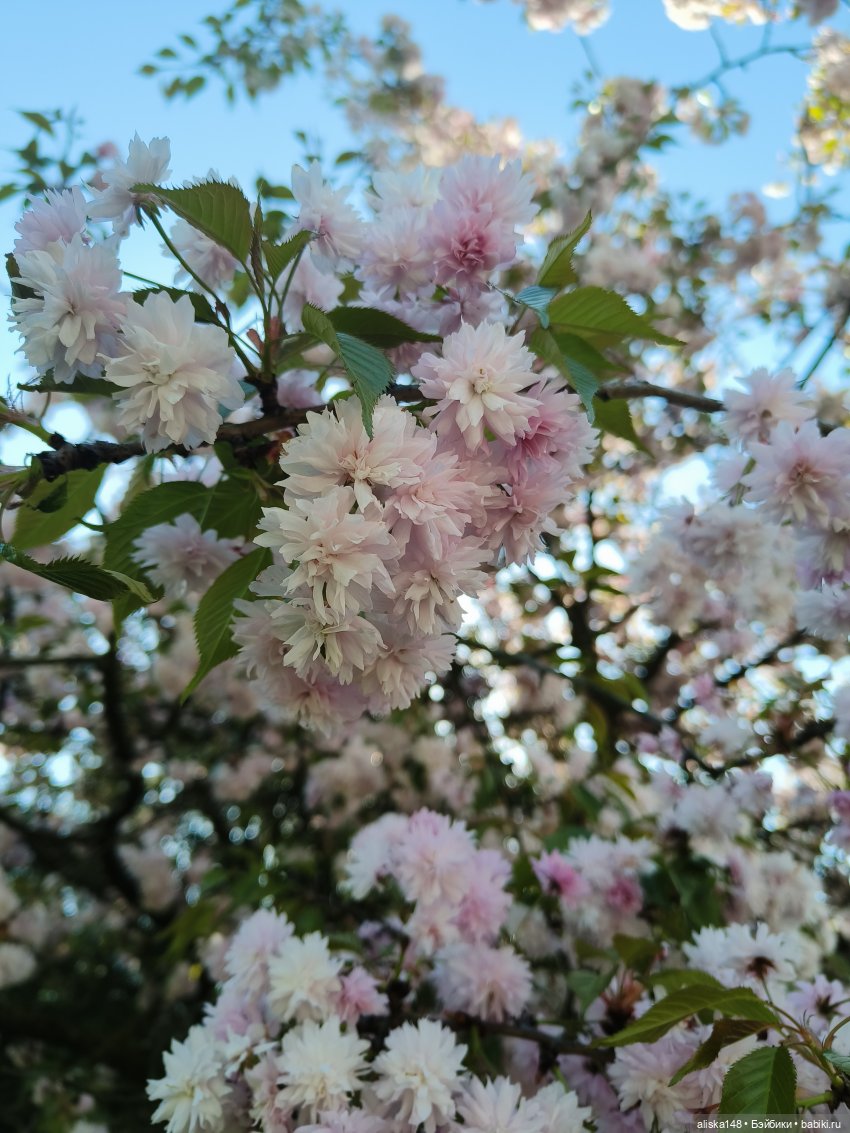 Мадемуазель Жабка — Куклы Ddung (Дданг): Корейские пупсы (фото 9)