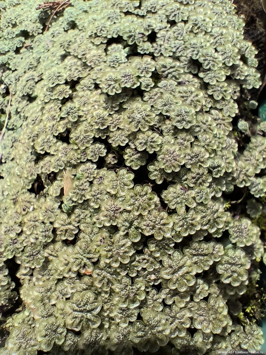 Мадемуазель Жабка — Куклы Ddung (Дданг): Корейские пупсы (фото 7)