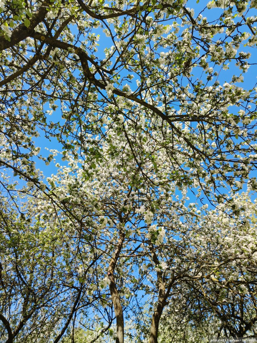 Жабка в Лошицком парке | Бэйбики Жабка в Лошицком парке — Куклы Ddung (Дданг): Корейские пупсы (фото 9)