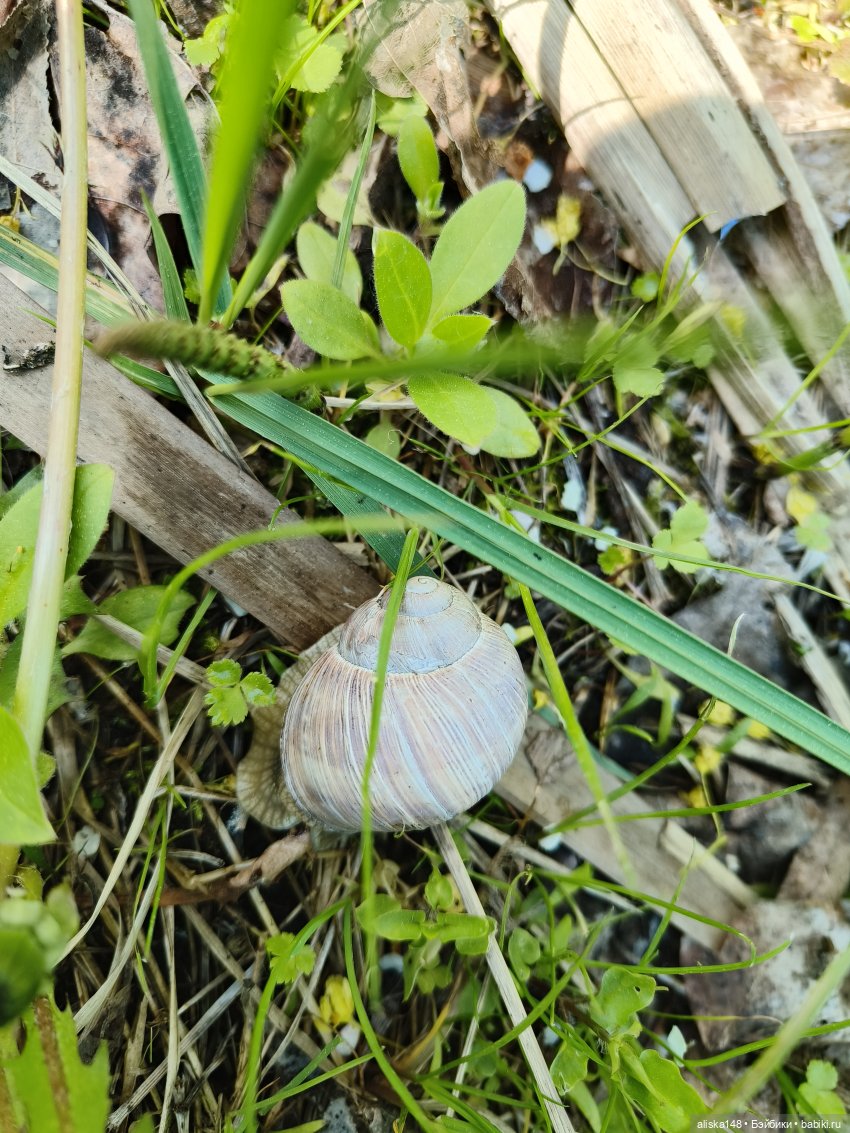 Жабка в Лошицком парке | Бэйбики Жабка в Лошицком парке — Куклы Ddung (Дданг): Корейские пупсы
