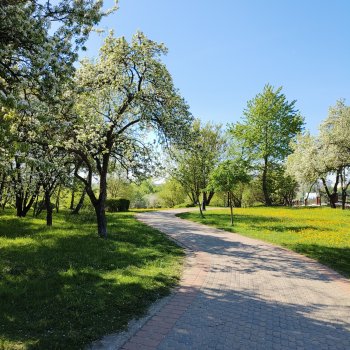 Жабка в Лошицком парке