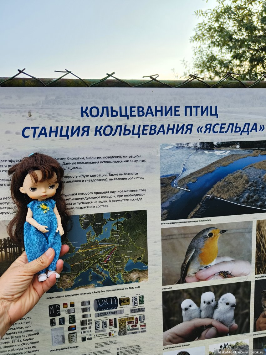 И снова кольцуем птиц в Споровском заказнике (фото 6)