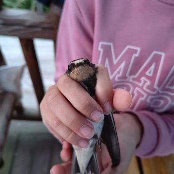 И снова кольцуем птиц в Споровском заказнике