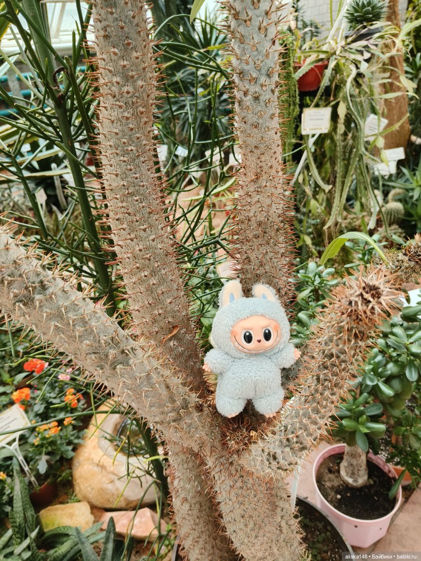 Прогулки по тропикам — Куклы Xiaomi Monst (Сяоми) и Pipitom: шарнирные