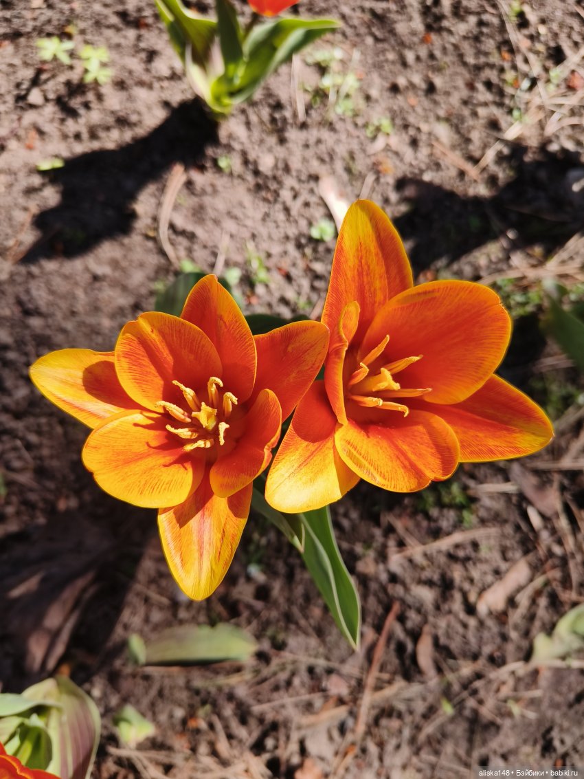 Американская девочка в Минском ботаническом саду (фото 3)