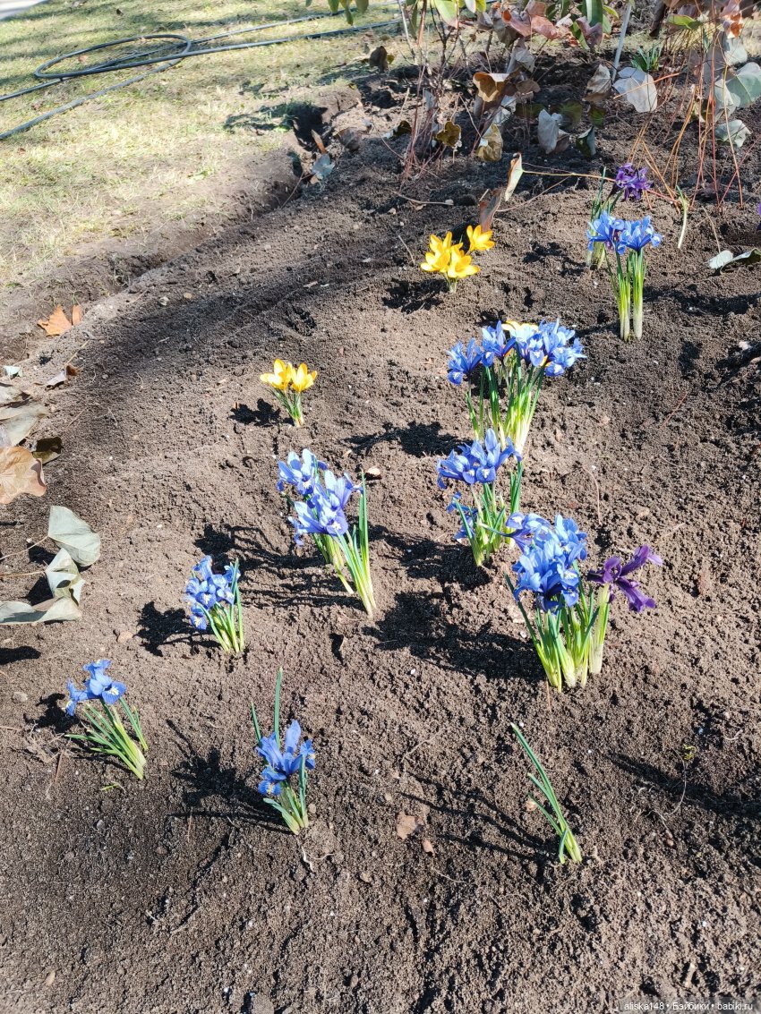 Американская девочка в Минском ботаническом саду