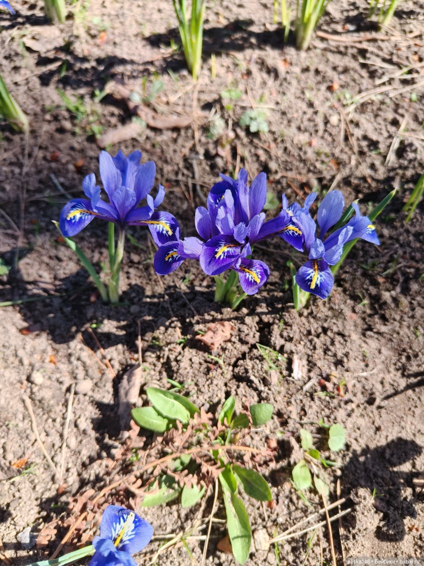 Американская девочка в Минском ботаническом саду (фото 5)