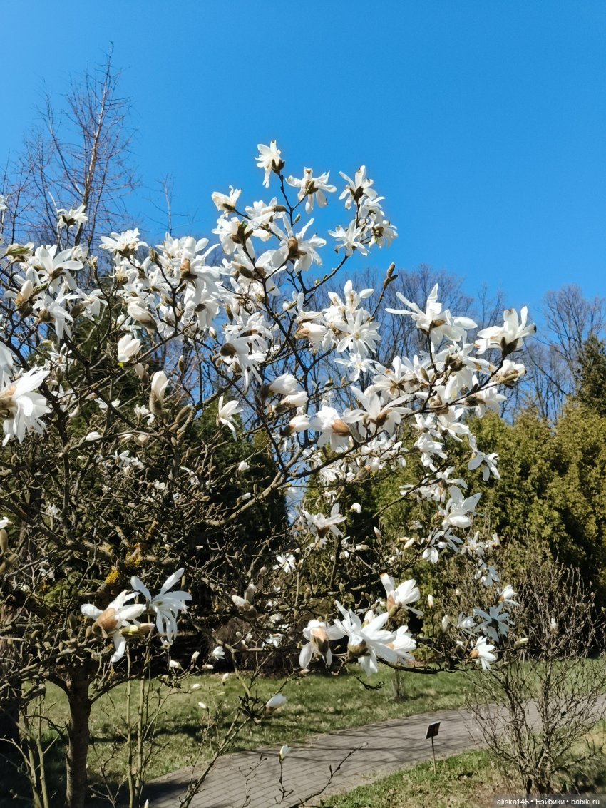 Женька и Магнолии — Куклы Baboliy (Баболи