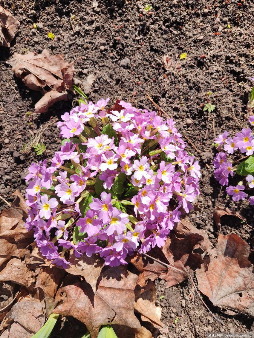 Женька и Магнолии — Куклы Baboliy (Баболи