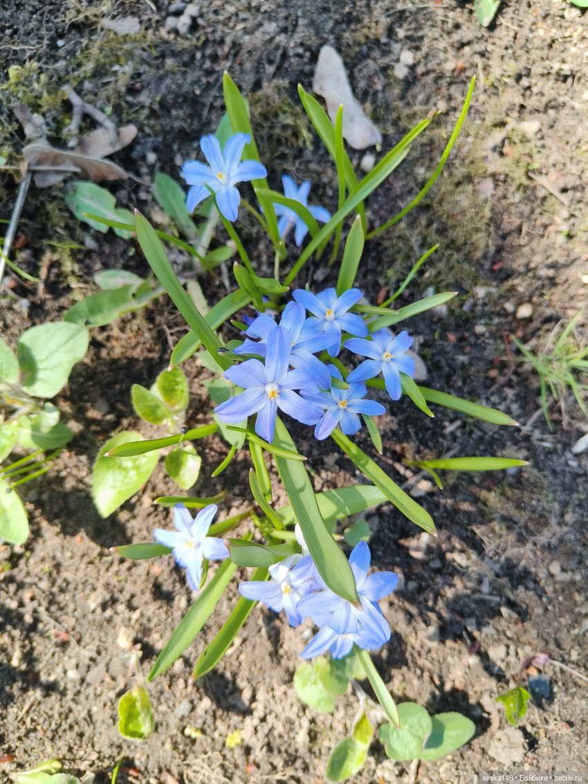 Женька и Магнолии — Куклы Baboliy (Баболи