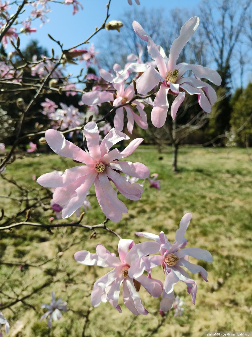Женька и Магнолии — Куклы Baboliy (Баболи