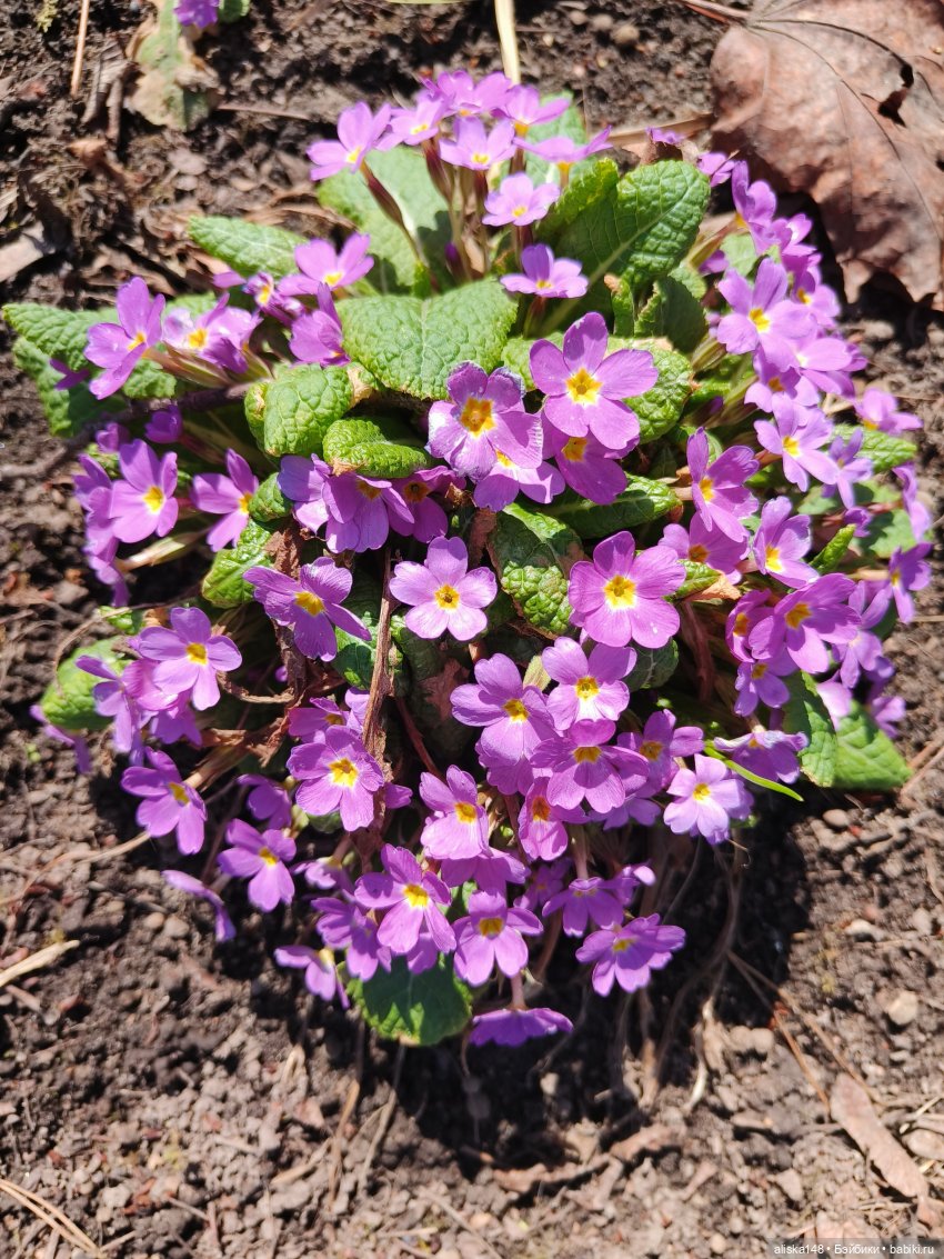 Женька и Магнолии — Куклы Baboliy (Баболи