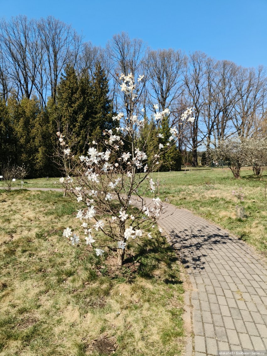 Женька и Магнолии — Куклы Baboliy (Баболи