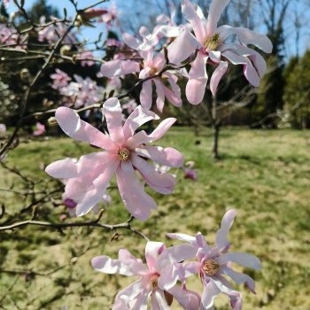 Женька и Магнолии